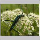 Aromia moschata - Moschusbock 08.jpg